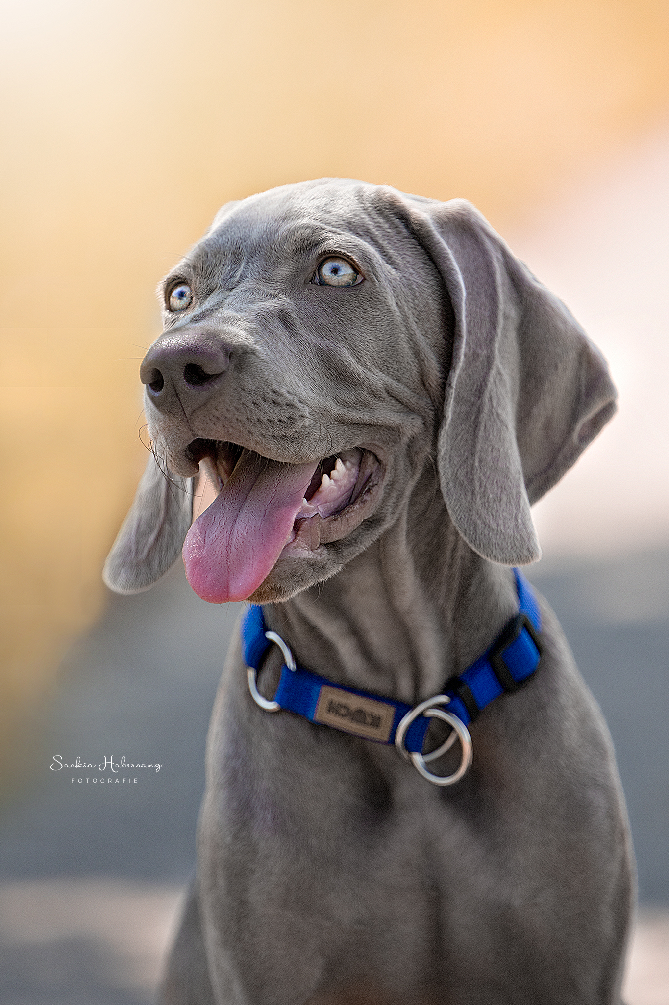 Spike-Hundefotografie